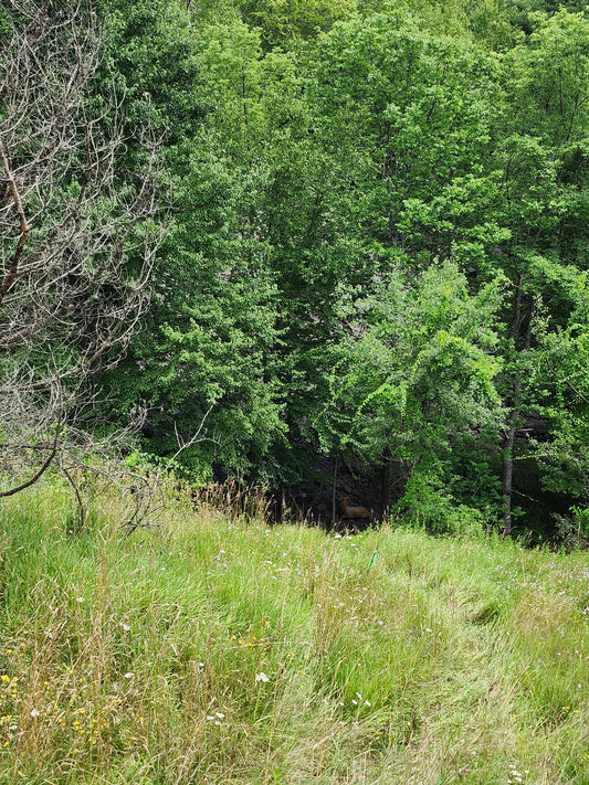 Adult (15+) Weekend Shooter Pass